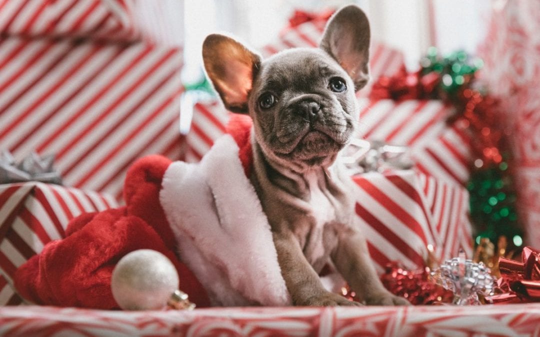 How To Keep Your Pet Safe This Holiday Season