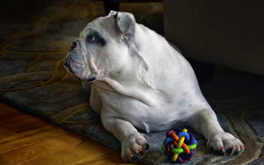Indoor Games to Play with Your Pet