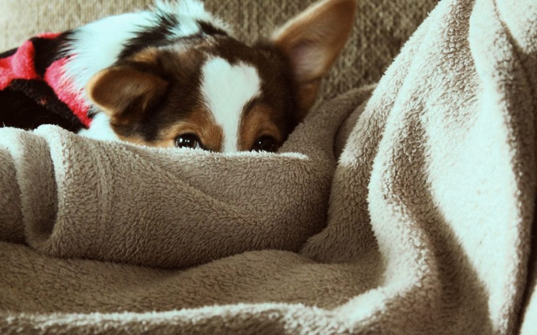 How to Create a Shelter for Your Pet During Spring Storms
