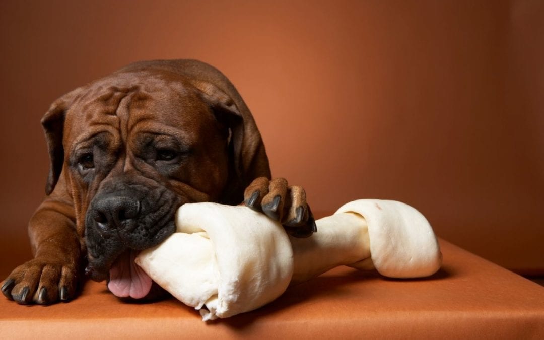Common Issues Found in Dogs from Bone Ingestion