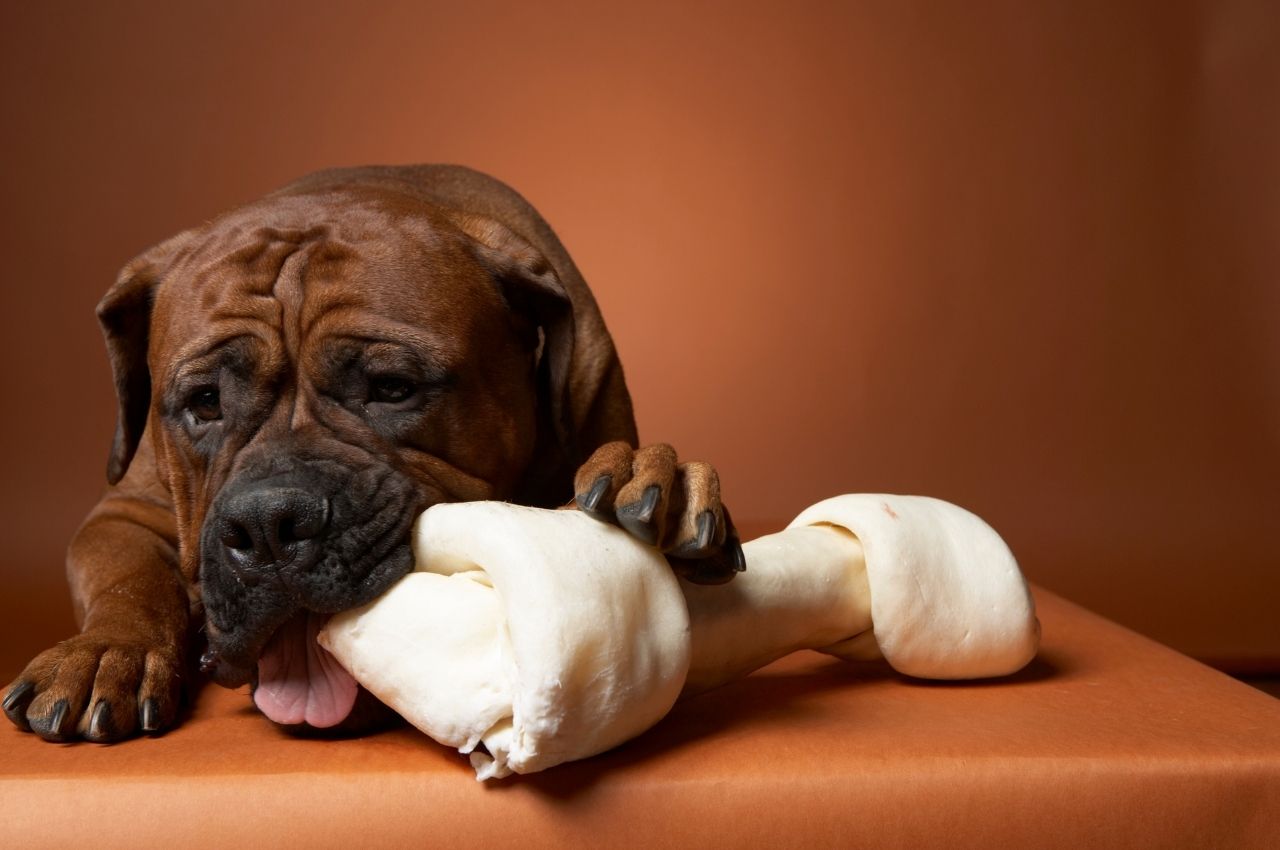 Issues in Dogs From Bone Ingestion | Animal Hospital of Peak Plaza