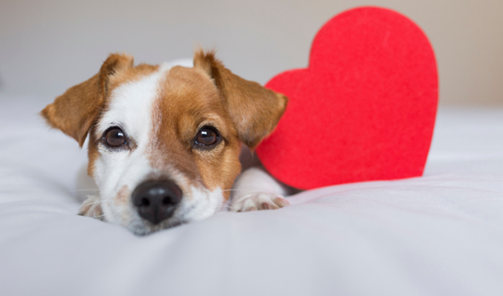 Heart Disease in Pets