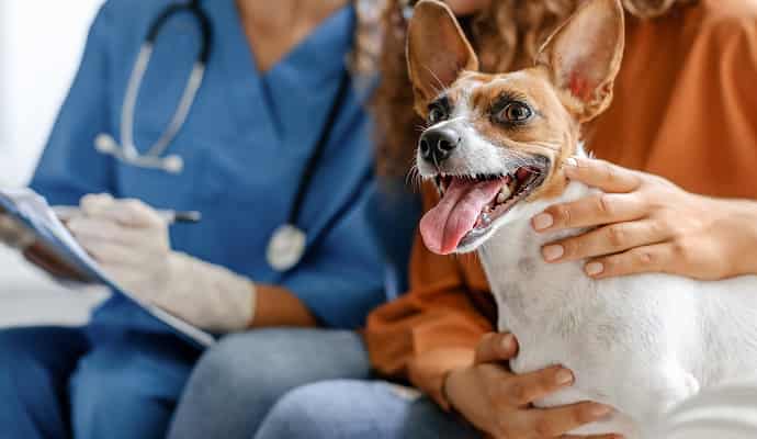 Dog looks to the right while sitting on owner's lap.